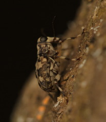 Litocerus