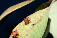 Cynips quercusechinus