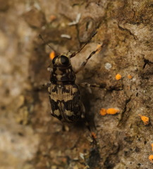Litocerus