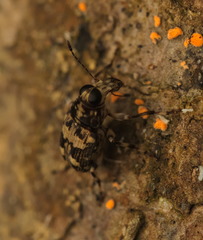 Litocerus