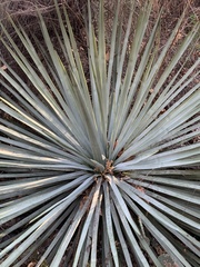 Hesperoyucca