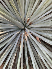Hesperoyucca