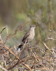 Cercotrichas coryphoeus cinerea