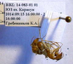 Camponotus turkestanus