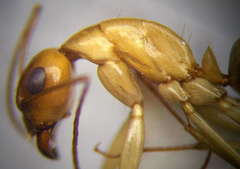 Camponotus turkestanus