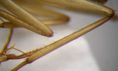 Camponotus turkestanus