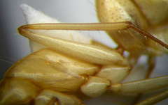 Camponotus turkestanus