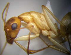 Camponotus turkestanus