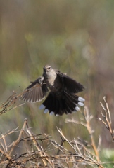 Cercotrichas coryphoeus cinerea