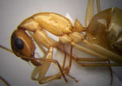 Camponotus turkestanus