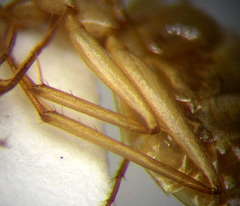 Camponotus turkestanus