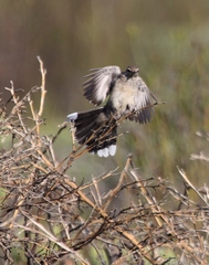 Cercotrichas coryphoeus cinerea
