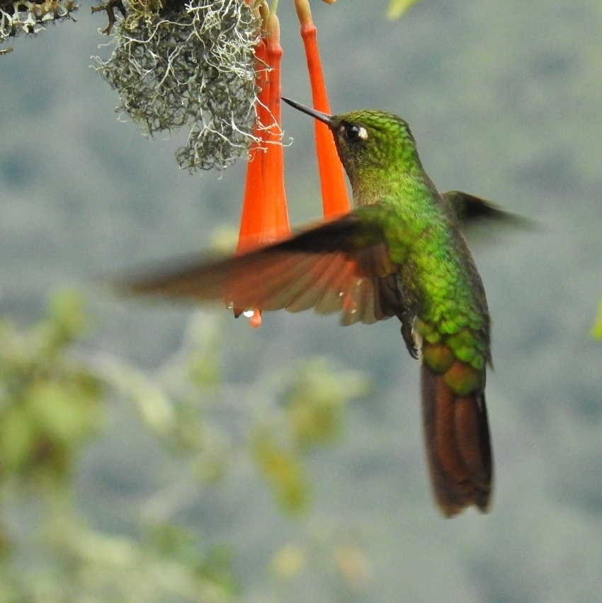 Tyrian Metaltail photo