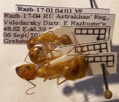 Camponotus turkestanus