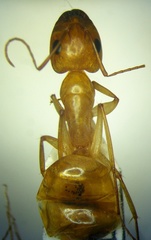 Camponotus turkestanus