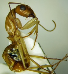 Camponotus turkestanus
