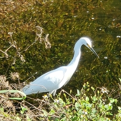 Egretta thula image