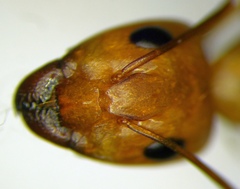 Camponotus turkestanus