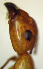 Camponotus turkestanus