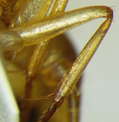 Camponotus turkestanus