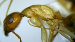 Camponotus turkestanus