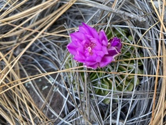 Echinofossulocactus lamellosus