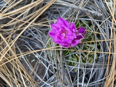 Echinofossulocactus lamellosus