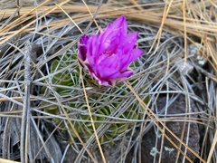 Echinofossulocactus lamellosus