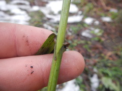 Bromopsis