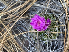 Echinofossulocactus lamellosus