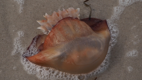 Cannonball Jelly photographed in Maryland