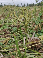Eleusine coracana