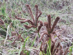 Eleusine coracana