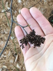 Eriophyes betulae