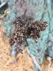Eriophyes betulae