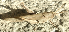 Schistocerca