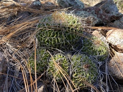 Echinofossulocactus lamellosus