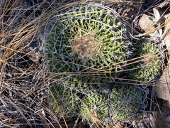 Echinofossulocactus lamellosus