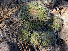 Echinofossulocactus lamellosus