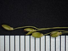 Dichanthelium linearifolium