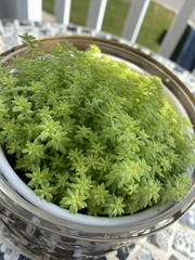 Sedum japonicum