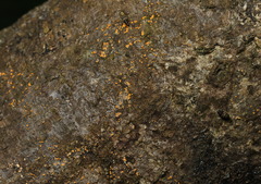 Litocerus