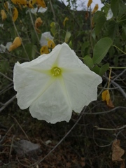Ipomoea rzedowskii