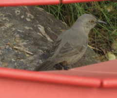 Toxostoma curvirostre