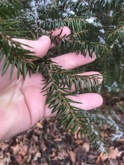 Taxus canadensis