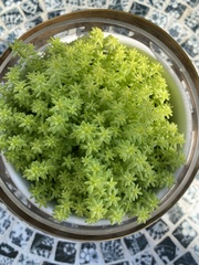Sedum japonicum