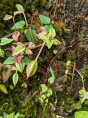 Torenia asiatica, photograph Zinnia Xu, CC0, iNaturalist via GBIF