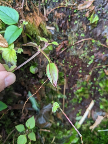 Torenia asiatica, photograph 3