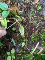 Torenia asiatica, photograph Zinnia Xu, CC0, iNaturalist via GBIF