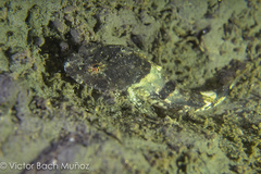 Artedius notospilotus